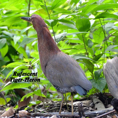 Rufescent Tiger-Heron